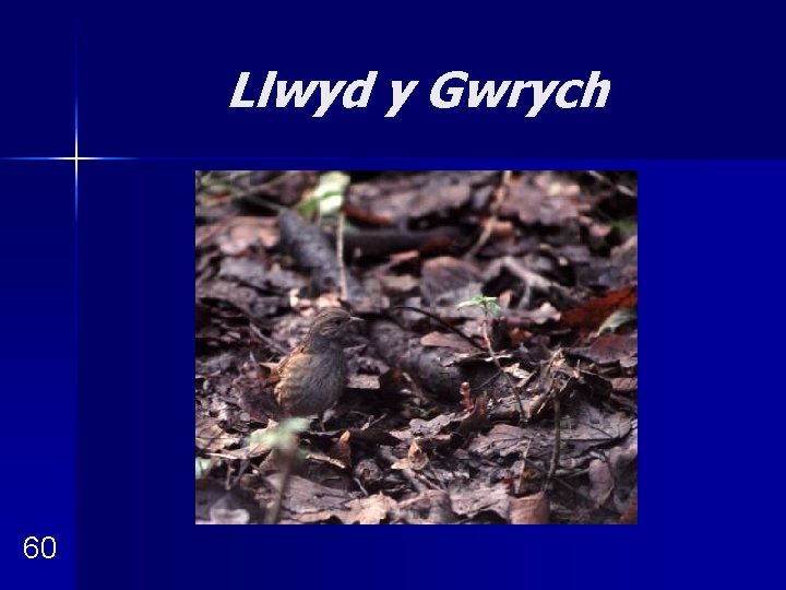 Llwyd y Gwrych 60 