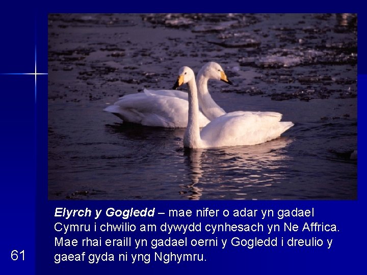 61 Elyrch y Gogledd – mae nifer o adar yn gadael Cymru i chwilio