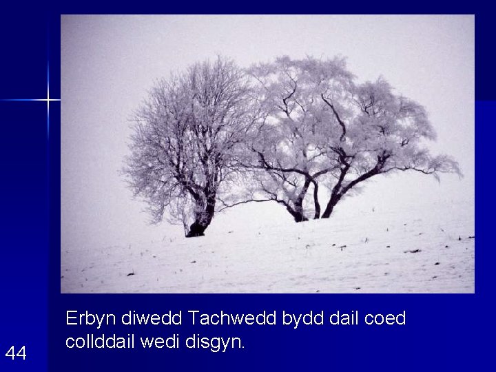 44 Erbyn diwedd Tachwedd bydd dail coed collddail wedi disgyn. 