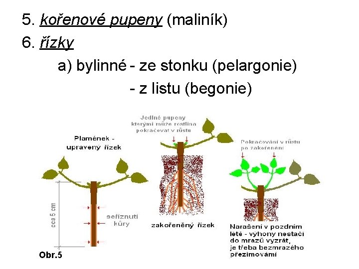 5. kořenové pupeny (maliník) 6. řízky a) bylinné - ze stonku (pelargonie) - z