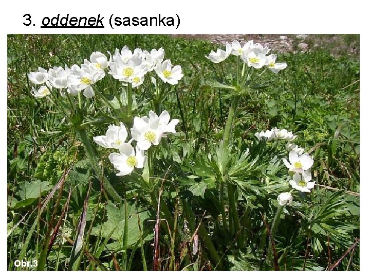 3. oddenek (sasanka) Obr. 3 