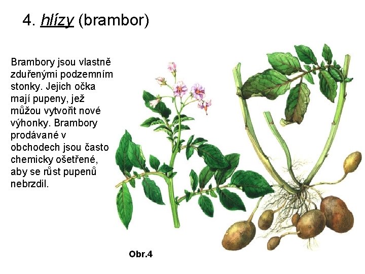 4. hlízy (brambor) Brambory jsou vlastně zduřenými podzemními stonky. Jejich očka mají pupeny, jež