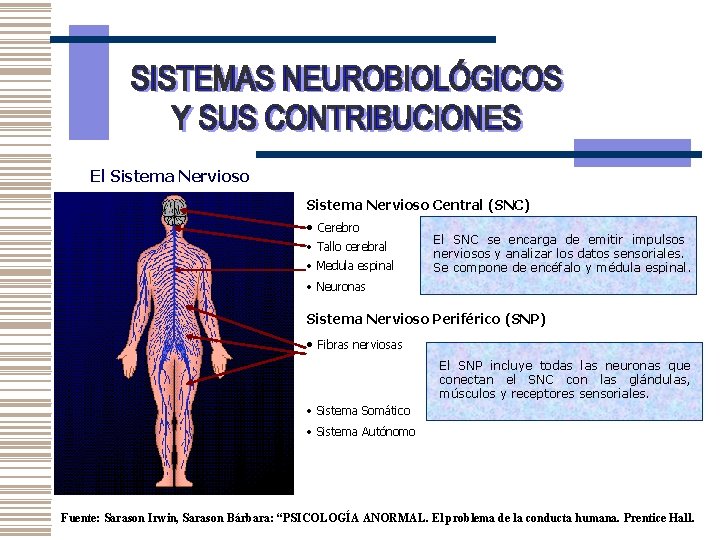 El Sistema Nervioso Central (SNC) • Cerebro • Tallo cerebral • Medula espinal El