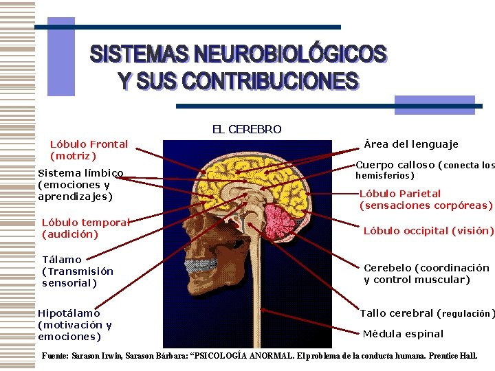 EL CEREBRO Lóbulo Frontal (motriz) Sistema límbico (emociones y aprendizajes) Área del lenguaje Cuerpo