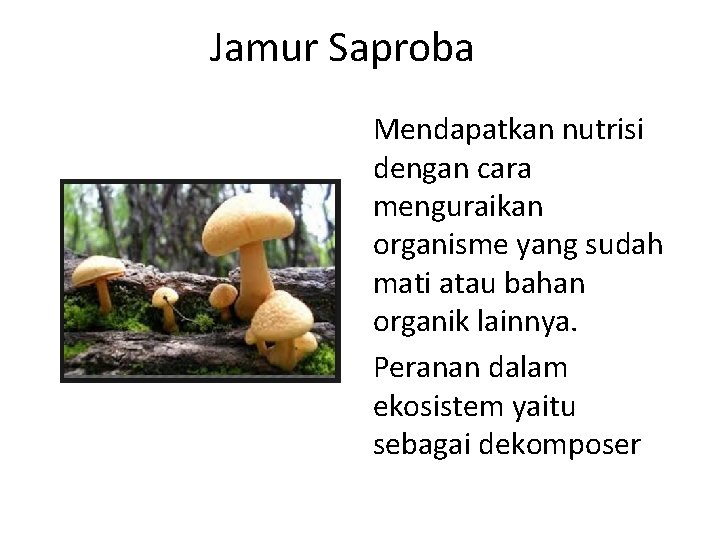 Jamur Saproba Mendapatkan nutrisi dengan cara menguraikan organisme yang sudah mati atau bahan organik Jamur Saproba Mendapatkan nutrisi dengan cara menguraikan organisme yang sudah mati atau bahan organik