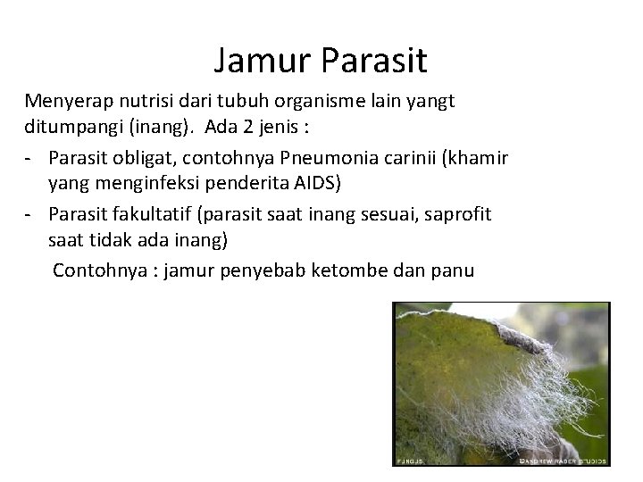 Jamur Parasit Menyerap nutrisi dari tubuh organisme lain yangt ditumpangi (inang). Ada 2 jenis