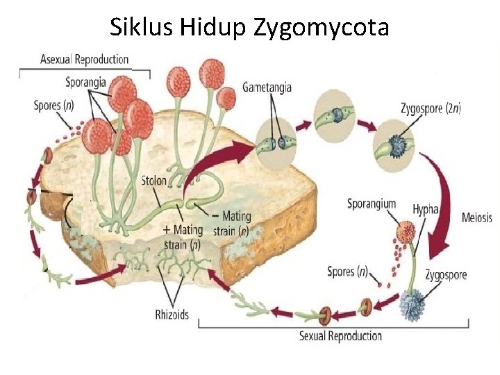 Siklus Hidup Zygomycota 