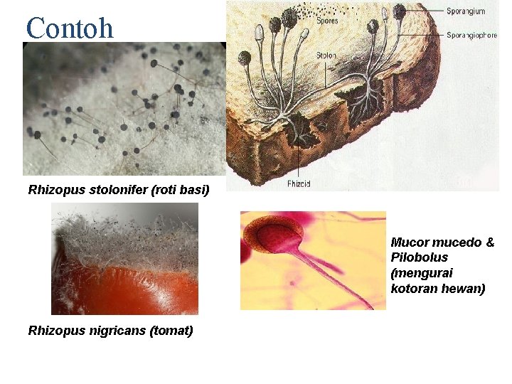 Contoh Rhizopus stolonifer (roti basi) Mucor mucedo & Pilobolus (mengurai kotoran hewan) Rhizopus nigricans