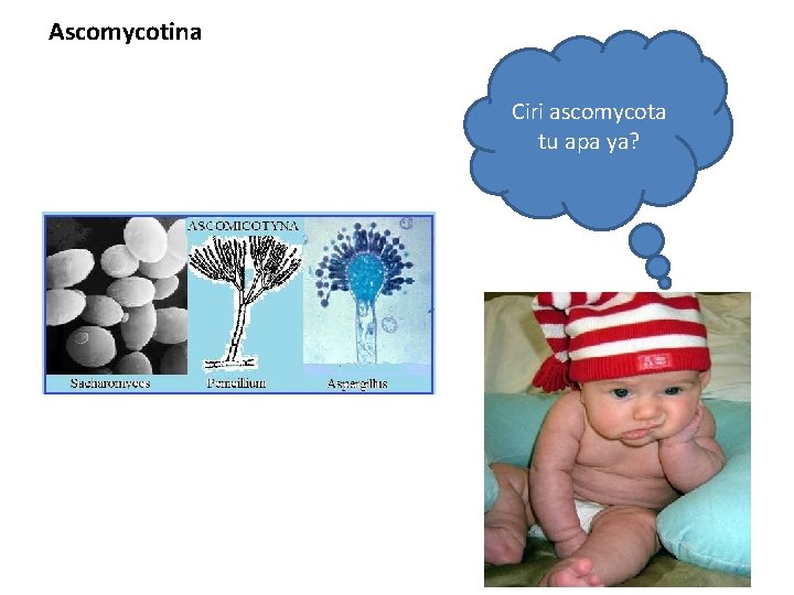 Ascomycotina Ciri ascomycota tu apa ya? Ascomycotina Ciri ascomycota tu apa ya?