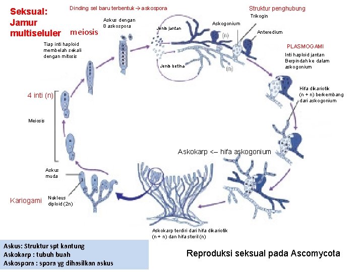 Seksual: Jamur multiseluler Dinding sel baru terbentuk askospora meiosis Askus dengan 8 askospora Struktur Seksual: Jamur multiseluler Dinding sel baru terbentuk askospora meiosis Askus dengan 8 askospora Struktur