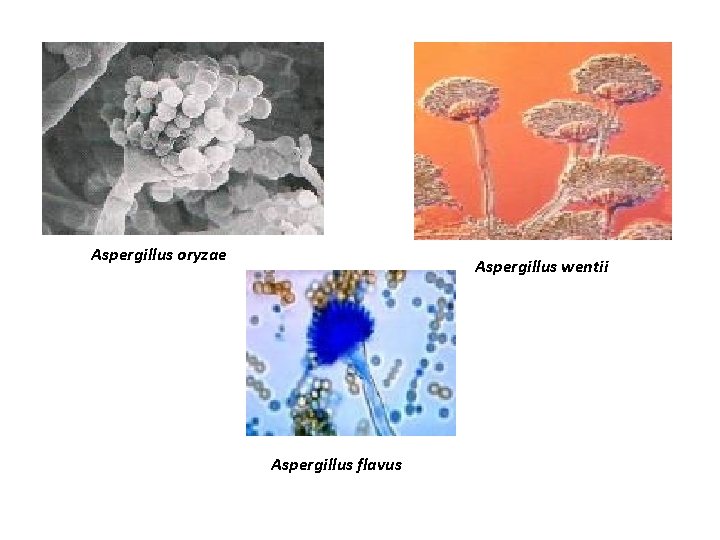 Aspergillus oryzae Aspergillus wentii Aspergillus flavus 