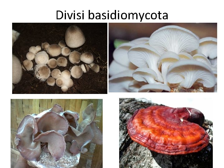 Divisi basidiomycota Divisi basidiomycota