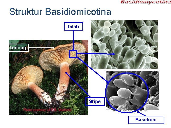 Struktur Basidiomicotina bilah tudung Stipe Basidium Struktur Basidiomicotina bilah tudung Stipe Basidium
