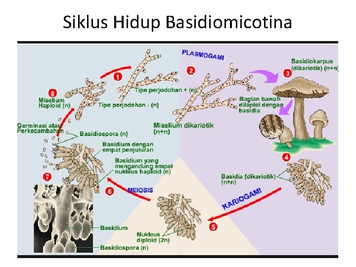 Siklus Hidup Basidiomicotina Siklus Hidup Basidiomicotina