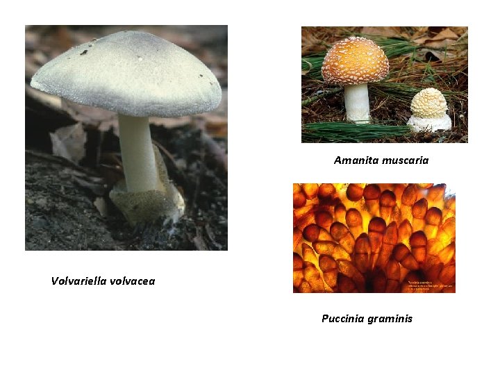 Amanita muscaria Volvariella volvacea Puccinia graminis 