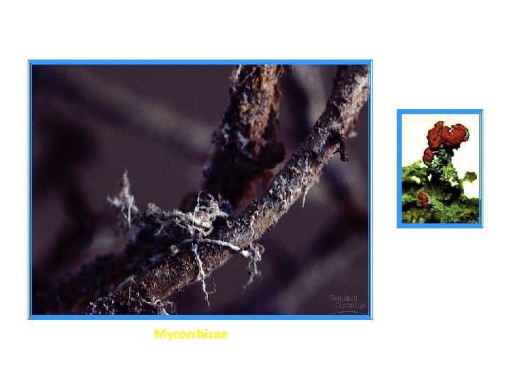 Mycorrhizae Mycorrhizae