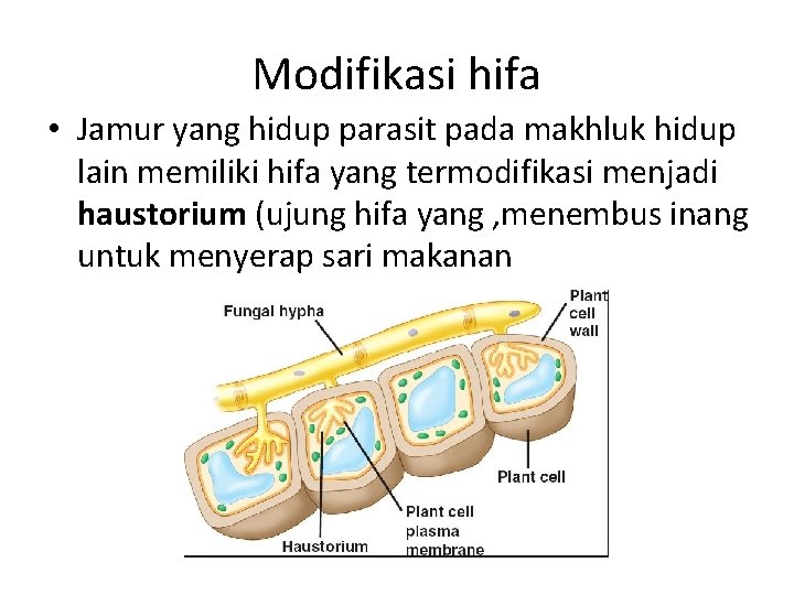 Modifikasi hifa • Jamur yang hidup parasit pada makhluk hidup lain memiliki hifa yang Modifikasi hifa • Jamur yang hidup parasit pada makhluk hidup lain memiliki hifa yang