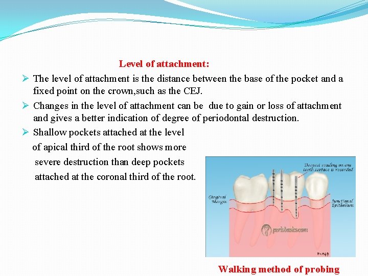 Level of attachment: Ø The level of attachment is the distance between the base