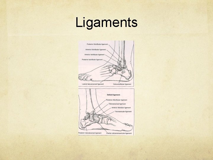 Ligaments 