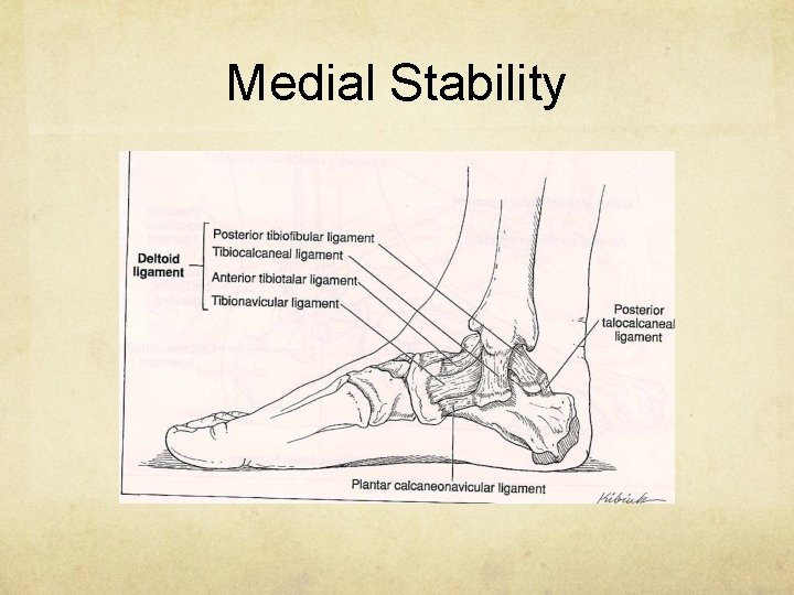 Medial Stability 