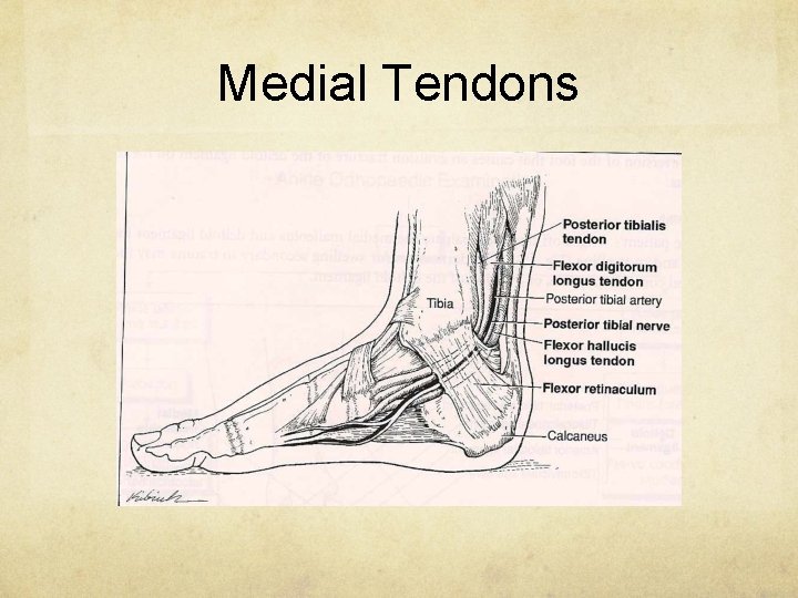 Medial Tendons 