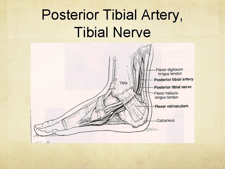 Posterior Tibial Artery, Tibial Nerve 