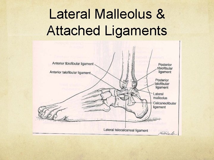 Lateral Malleolus & Attached Ligaments 