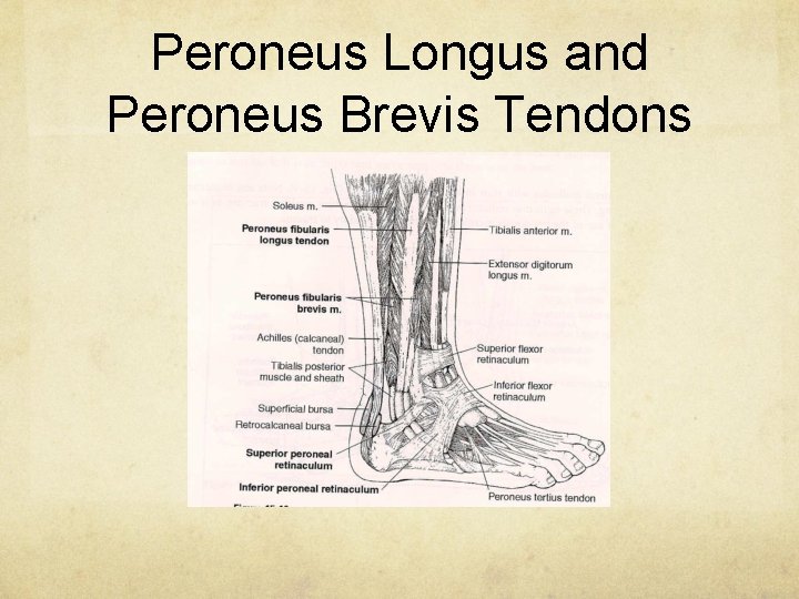 Peroneus Longus and Peroneus Brevis Tendons 