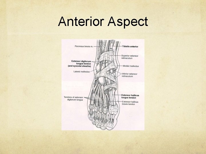 Anterior Aspect 