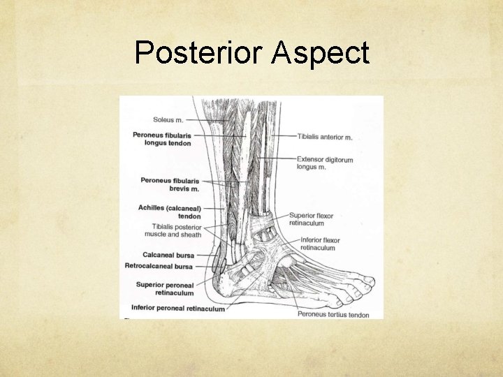 Posterior Aspect 