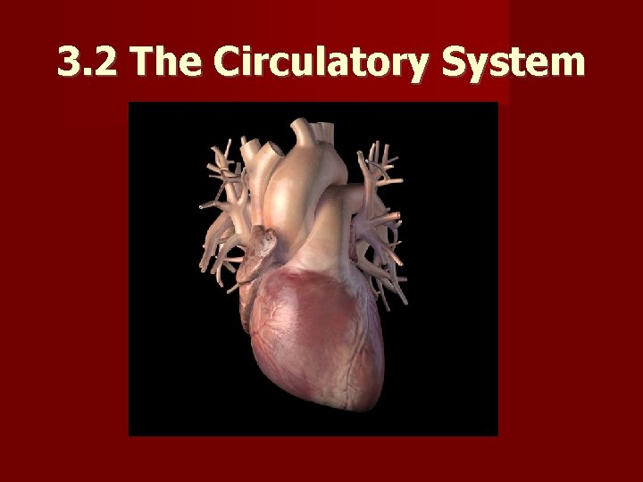 3. 2 The Circulatory System 