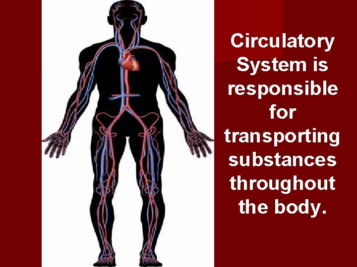 Circulatory System is responsible for transporting substances throughout the body. 