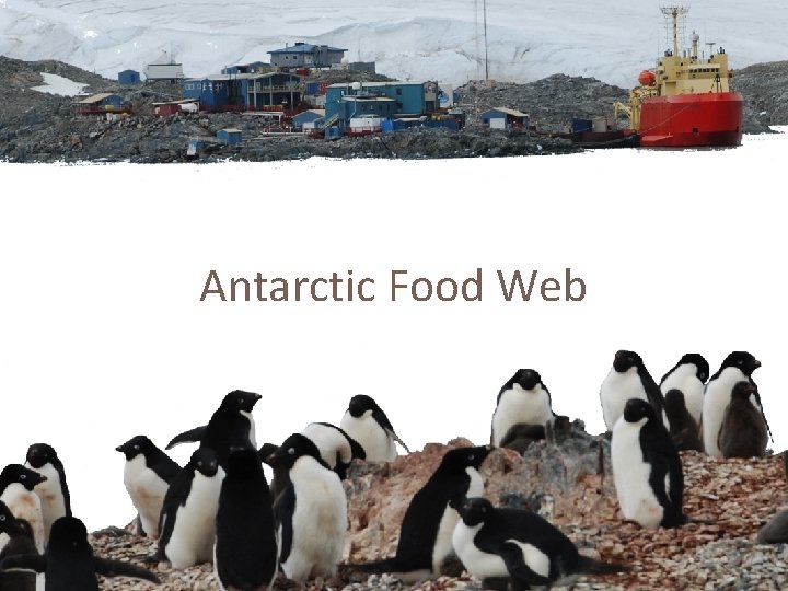 Antarctic Food Web 