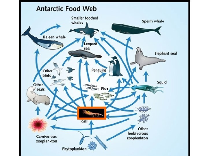 Krill in Antarctic Food Webs Phytoplankton 