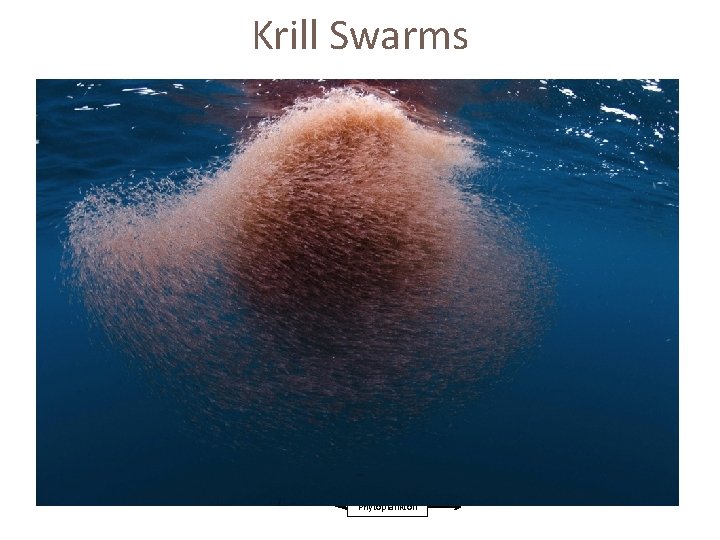 Krill Swarms Phytoplankton 