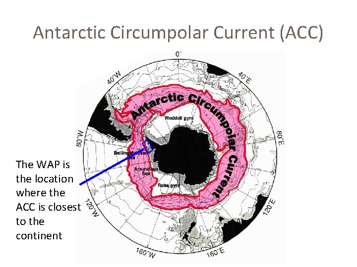 Antarctic Circumpolar Current (ACC) The WAP is the location where the ACC is closest