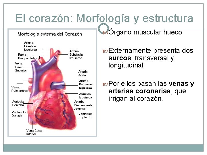 El corazón: Morfología y estructura Órgano muscular hueco Externamente presenta dos surcos: transversal y
