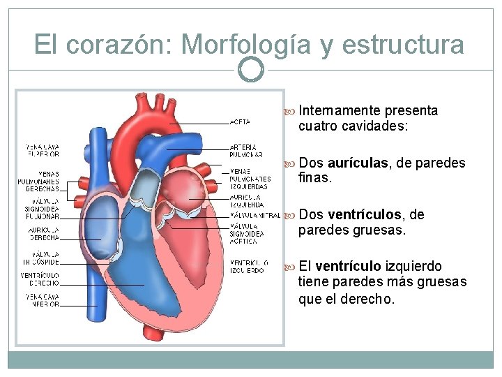 El corazón: Morfología y estructura Internamente presenta cuatro cavidades: Dos aurículas, de paredes finas.