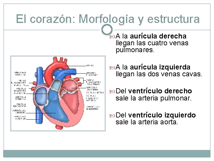 El corazón: Morfología y estructura A la aurícula derecha llegan las cuatro venas pulmonares.