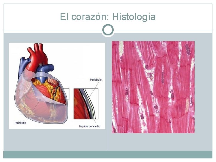 El corazón: Histología 