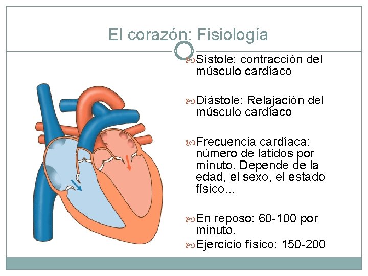 El corazón: Fisiología Sístole: contracción del músculo cardíaco Diástole: Relajación del músculo cardíaco Frecuencia