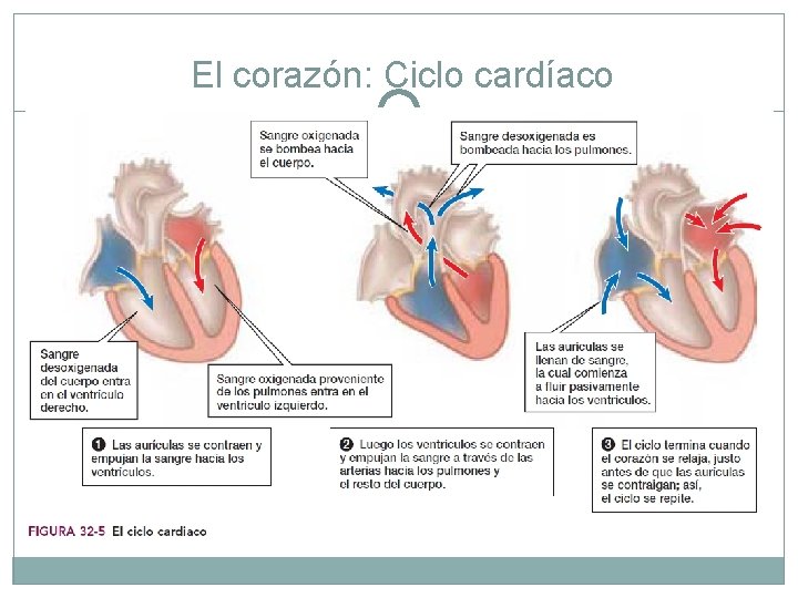 El corazón: Ciclo cardíaco 