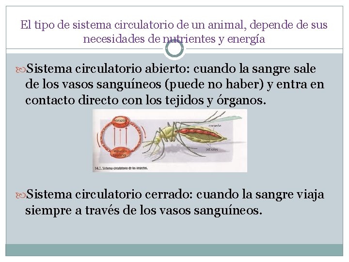 El tipo de sistema circulatorio de un animal, depende de sus necesidades de nutrientes