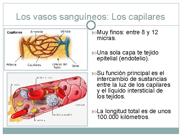 Los vasos sanguíneos: Los capilares Muy finos: entre 8 y 12 micras. Una sola