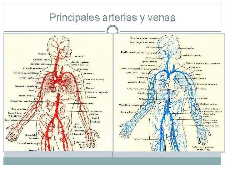 Principales arterias y venas 