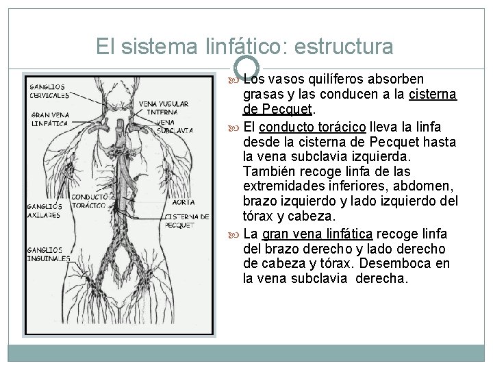 El sistema linfático: estructura Los vasos quilíferos absorben grasas y las conducen a la
