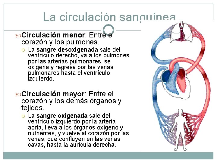 La circulación sanguínea Circulación menor: Entre el corazón y los pulmones. La sangre desoxigenada