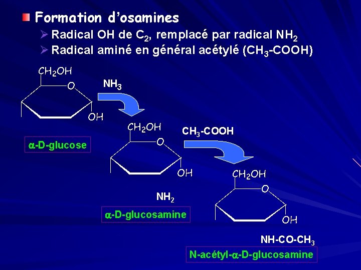 Formation d’osamines Ø Radical OH de C 2, remplacé par radical NH 2 Ø