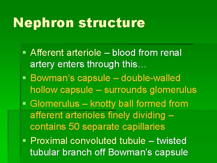 Nephron structure § Afferent arteriole – blood from renal artery enters through this… §