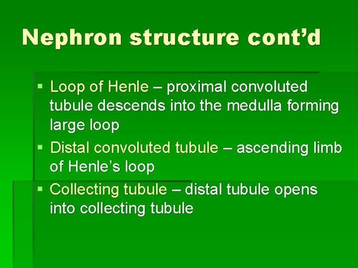 Nephron structure cont’d § Loop of Henle – proximal convoluted tubule descends into the